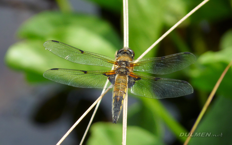 Four-spotted Chaser (Libellula quadrimaculata)